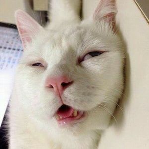 Meet your Posher, Guadalupe